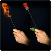 Torch to Rose Plus